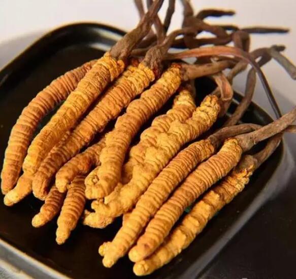 什么是冬虫草（冬虫草作用与功效）