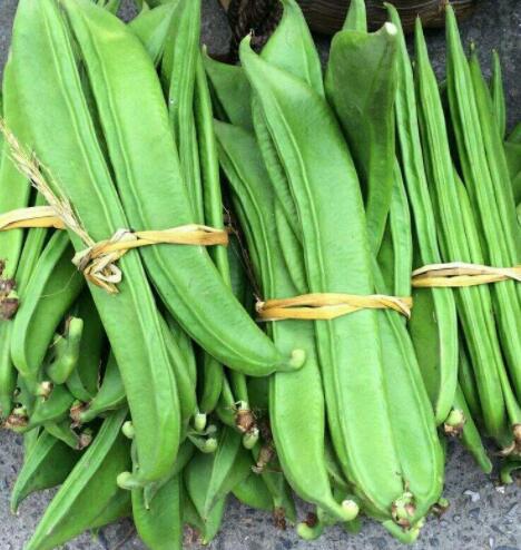 刀豆的功效与作用（刀豆壳的功效与作用）