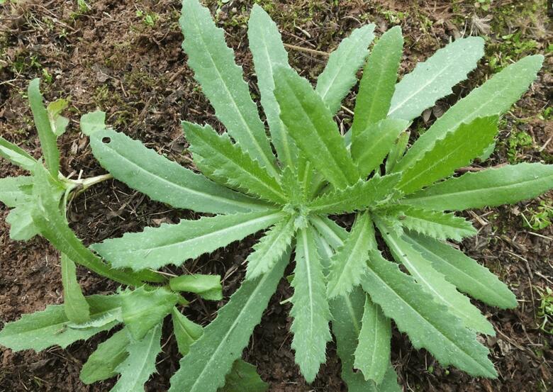 刺菜的功效与作用（刺菜的营养价值）
