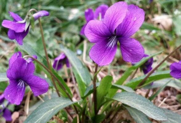 中药紫花地丁功效与作用 紫花地丁治什么病