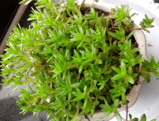 垂盆草功效与作用（垂盆草的功能与主治）