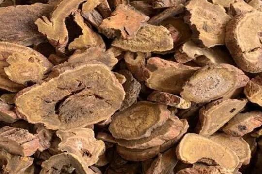 大黄的功效作用及其主治禁忌事项