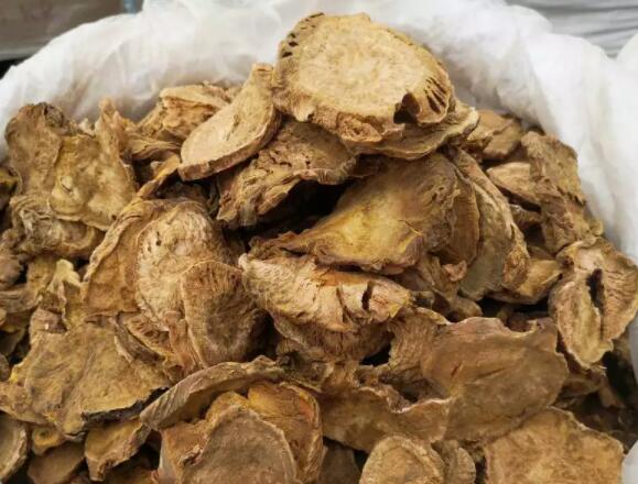 掌叶大黄的作用与功效（掌叶大黄是中药常用药材之一）