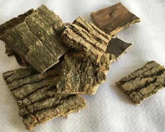 杜仲与作用（杜仲作用和功效是什么）