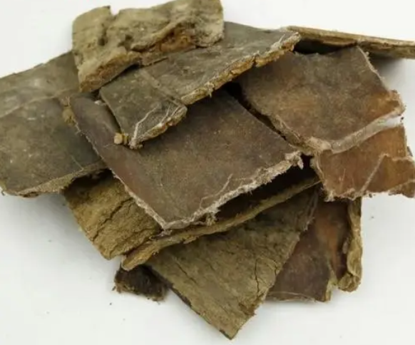 杜仲的功效作用（杜仲的功效作用功能主治）