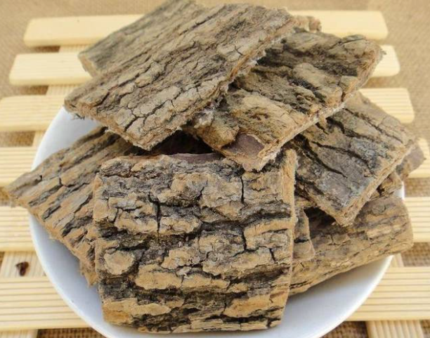 杜仲的功效和作用（田七杜仲的功效和作用）