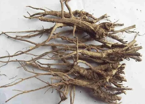 柴胡的作用与功效（柴胡舒肝丸的作用与功效）