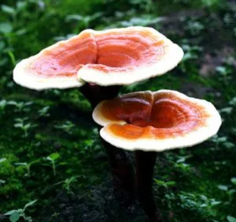 灵芝作用(灵芝作用的功能与主治与用量)