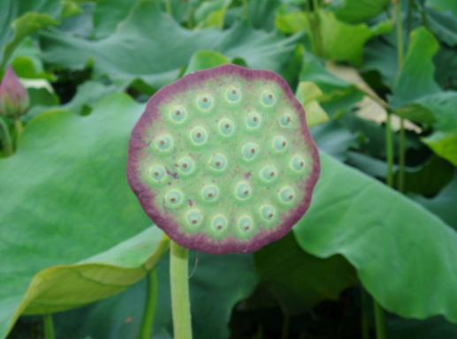 莲子芯的功效与作用（莲子心泡水喝的功效与禁忌）
