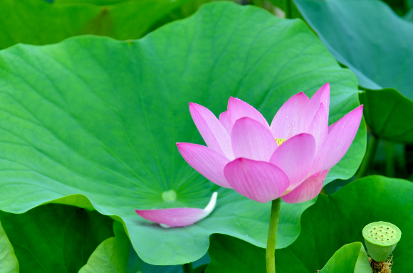 莲花作用（莲花作用功效）