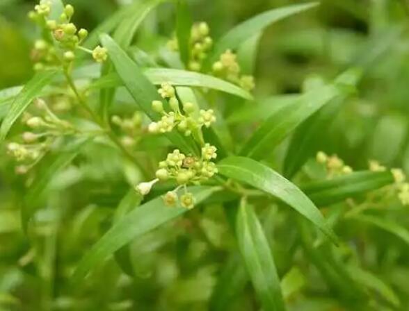 白前的功效与作用（紫菀的功效与作用）