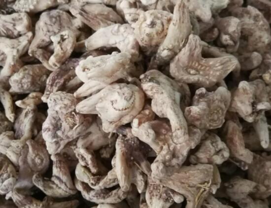 白及的作用和功效（如何服用白及）