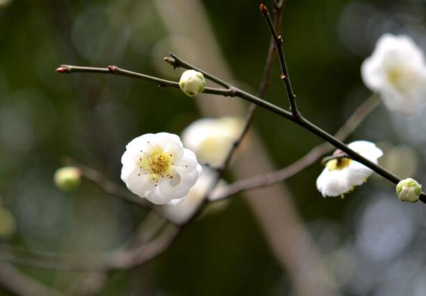 白梅花的功效与作用（白梅花的功能与主治）