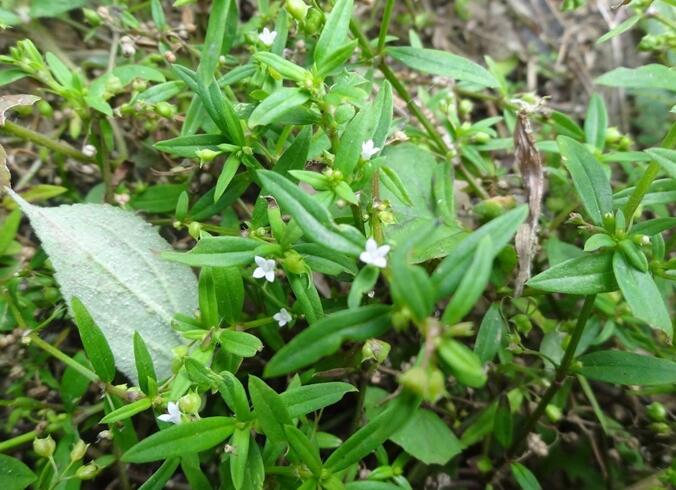 什么是白花蛇舌草（白花蛇舌草的功效）