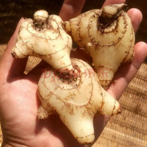 白芨的功效和作用（白芨的功能主治）