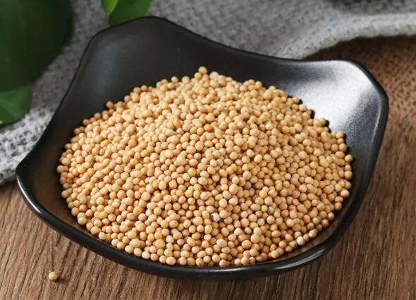 白芥子功效与作用（苏子莱菔子白芥子功效与作用）