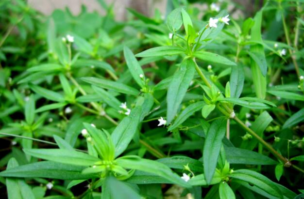 什么是白花蛇舌草（白花蛇舌草的作用）