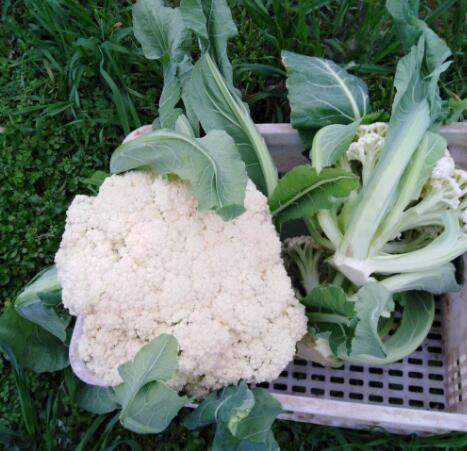 白花菜的功效与作用（白花菜的禁忌）