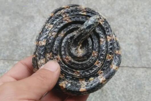 白花蛇的功效与作用（白花蛇是中医药中一种多功能的药材）