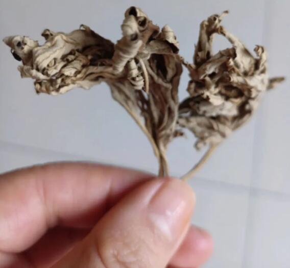 艾叶泡脚的作用（柚子和艾叶泡脚的作用）
