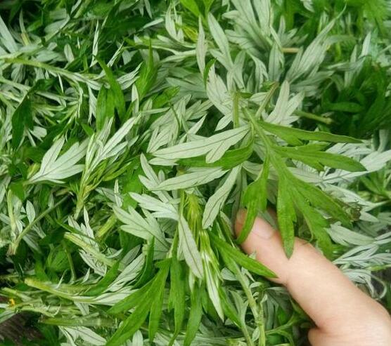 艾叶的功效和作用（艾叶的主治功效）