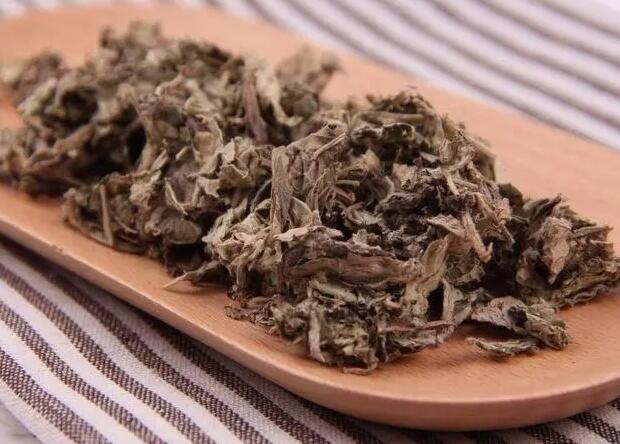 艾叶草的作用与功效 艾叶草的医治作用