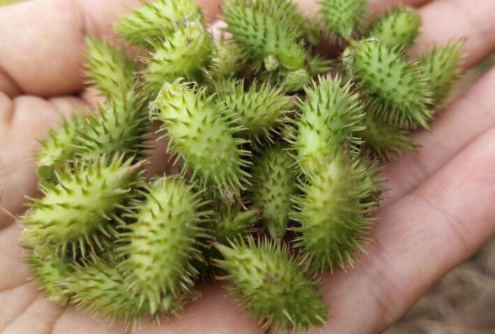 苍耳作用及功效 苍耳的食用方法