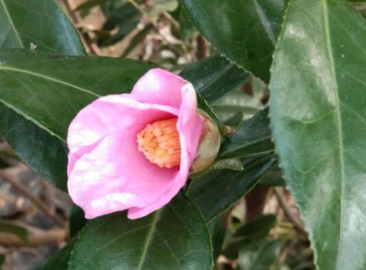 什么是茶花作用（茶花作用的研究）