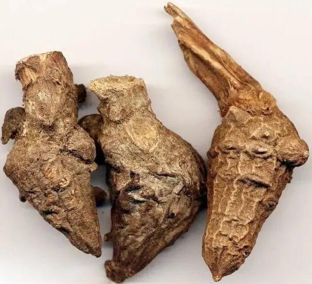 草乌的功效 草乌的作用与主治