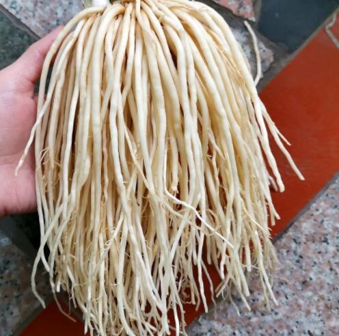 什么是菜根(菜根到底是什么)