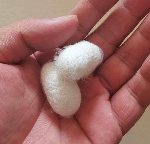 蚕茧的作用（蚕茧的作用是保护蛹吗）