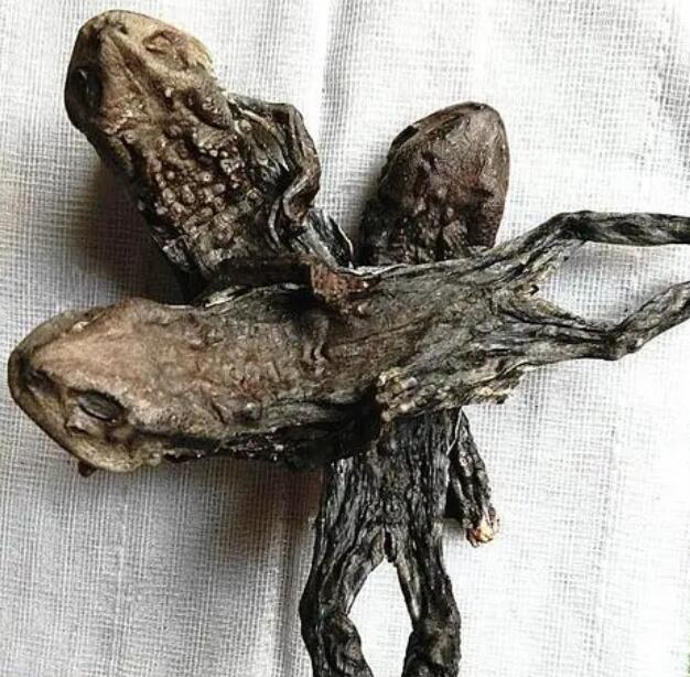野生蟾蜍的作用和价值 蟾蜍在生态系统中的作用