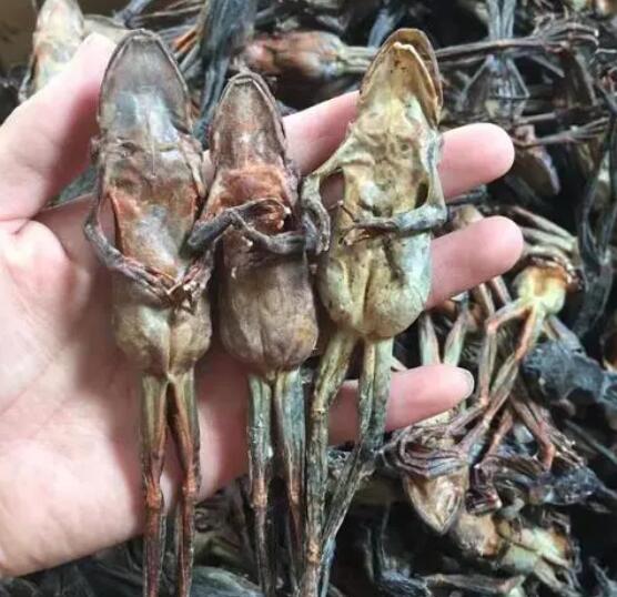蟾蜍的作用与功效 蟾蜍是什么