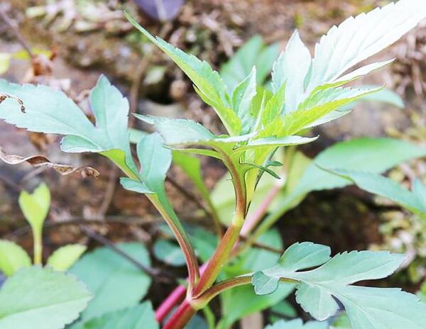 败酱草的功效与作用（败酱草作为一种传统中药）