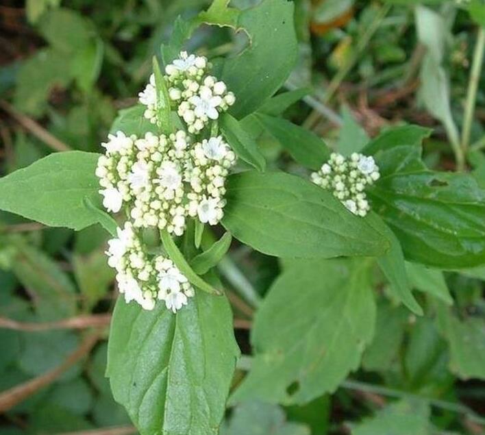 败酱草的功效与作用（赤芍的功效与作用）