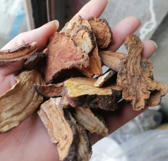 何首乌的作用和功效（何首乌的禁忌）