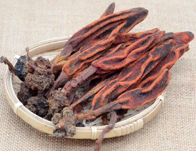 回春草的功效与作用（回春草的饮用方法）