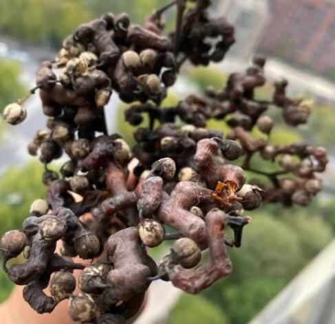 拐枣泡酒的功效与作用（拐枣泡酒怎么泡）