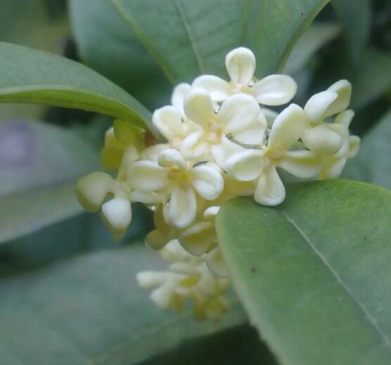 桂花是什么（桂花作用）