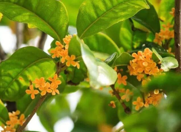 桂花树的作用与功效 桂花树有什么好处