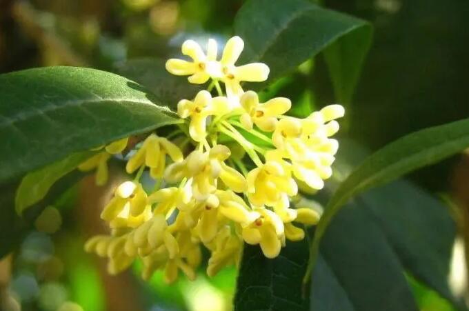 桂花的作用是什么（桂花的药用价值）
