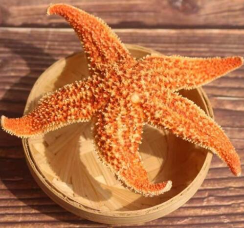 什么是海星（海星的药用价值和用途）