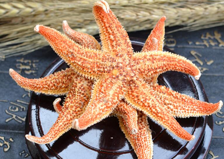 海星的作用（海星的神奇之处）