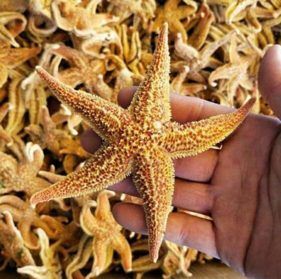 海星的功效与作用（海星的营养成分）