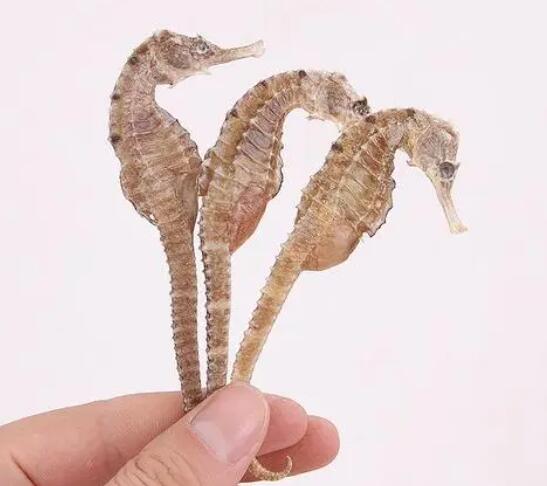 什么是海马（海马的作用与用法）
