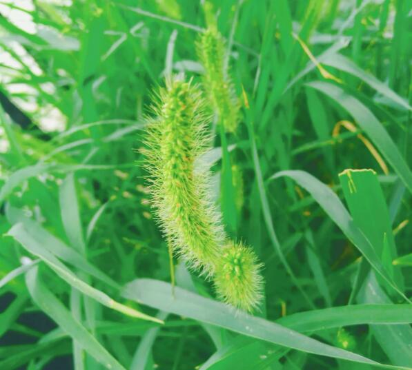 什么是狗尾巴草（狗尾巴草作用与功效及营养）