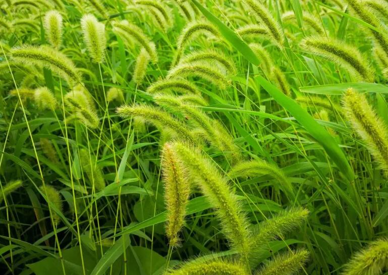 狗尾巴草的功效与作用（狗尾巴草煮水喝的功效与作用）