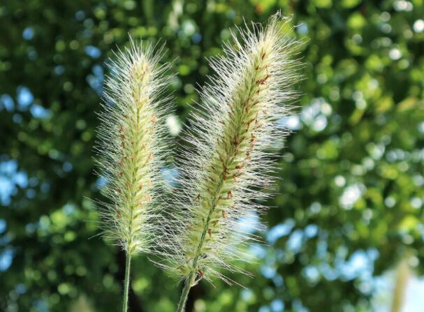 狗尾草作用（狗尾草的五大用途）