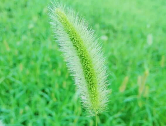 狗尾草的作用（狗尾草有什么用途）