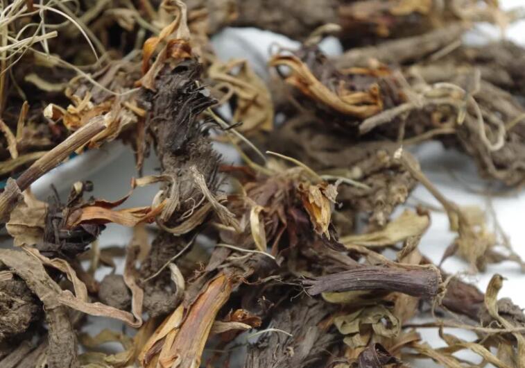 甘松的功效与作用（如何正确地使用甘松）